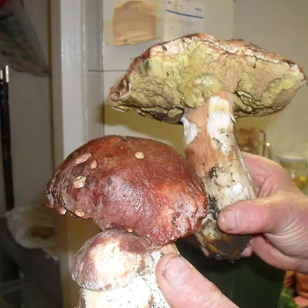 ホテル Ristorante Olimpia 3*